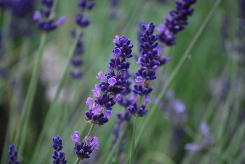 English lavender
