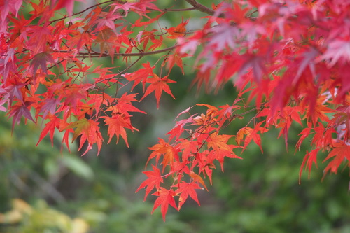 Japanese maple