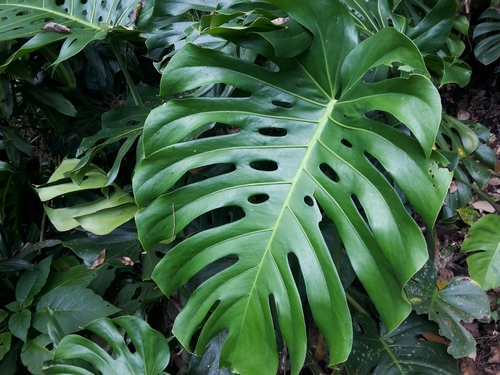 Swiss cheese plant